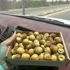 رطب فاخر