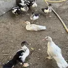 صيصان بط