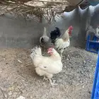 دجاج فرنسي