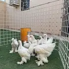 صوص دجاج براهما مستويات تم للبيع