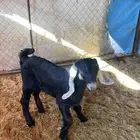 (تم البيع تم البيع )