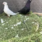 جوز قلابي قنادي