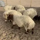 خرفان البيع