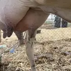 بقر ام ثالث