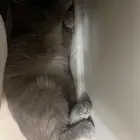 قطط