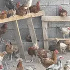 دجاج بلدي