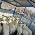 طليان ورخال تربية للبيع
