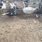 بط مسكوفي سوداني منتج