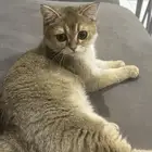 ذكر للتزاوج