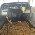 خروف