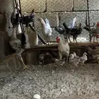 دجاج عربي شوكي