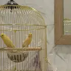 ذكر كناري تغريد