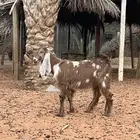تيس مطور