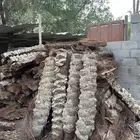 جذوع نخل للبيع بسعر رمزي طول الوحده متر و40 سانتي