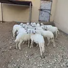 طليان ورخال