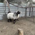 فحل نعيمي صنف فاخرر