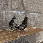 للبيع حمام رامبوري