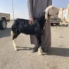 الرخال نجد صنف