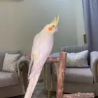 تم البيع