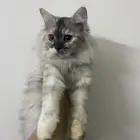 قطه