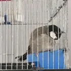 بلبل بلبول حساوي
