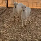 بهم تربيه مهجن حري