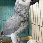 ببغاء كاسكو