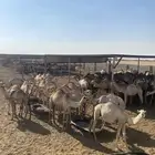 قعدان
