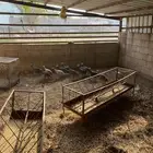 دجاج حبشي حجل