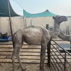 قعود تربيه