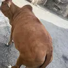 بقرة انثى للبيع