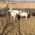 بهم حري