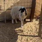 نعيميه ثنيه شحم