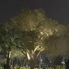 مطلوب شقق عوايل