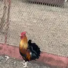 ديك بلدي اصلي
