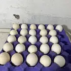 بيض دجاج الكوشن الملكي ( خوارج مستوى توب )