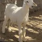 طلي حري فاخر العمر 3-4شهور