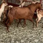 للبيع تيس فحل الدهم