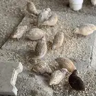 سمان