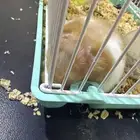 همستر للتبني