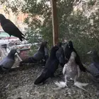 صنعاني احجام صغيره كرست وتشريبه