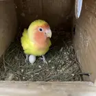 جوز روز منتج شرط اقبل البدل