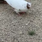 حمام للبيع