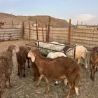 الوسام للذبايح الحري والسواكن
