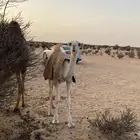 قعود عمره 4 شهور أبوه بعير بن مبخوت الدوسري رماني