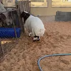 خروف فاخر