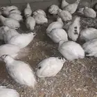 للبيع سمان تكساس العملاق