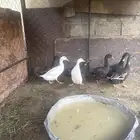 بط بلدي