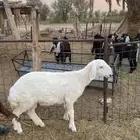 رخل صنف للبيع