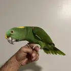 امزون يلوناب الجنس انثى